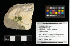 Foto (Objekt + Etiketten) von Abyssophthalmus sp. 